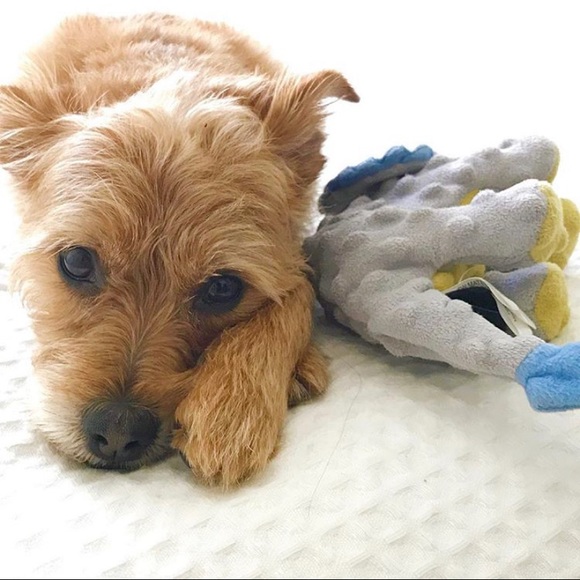 Meet your Posher, Wilson Puppy! πβ€οΈπ« - Picture 7 of 8